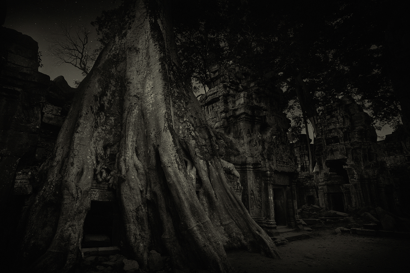 Strangler Fig 3 Ta Prohm Temple